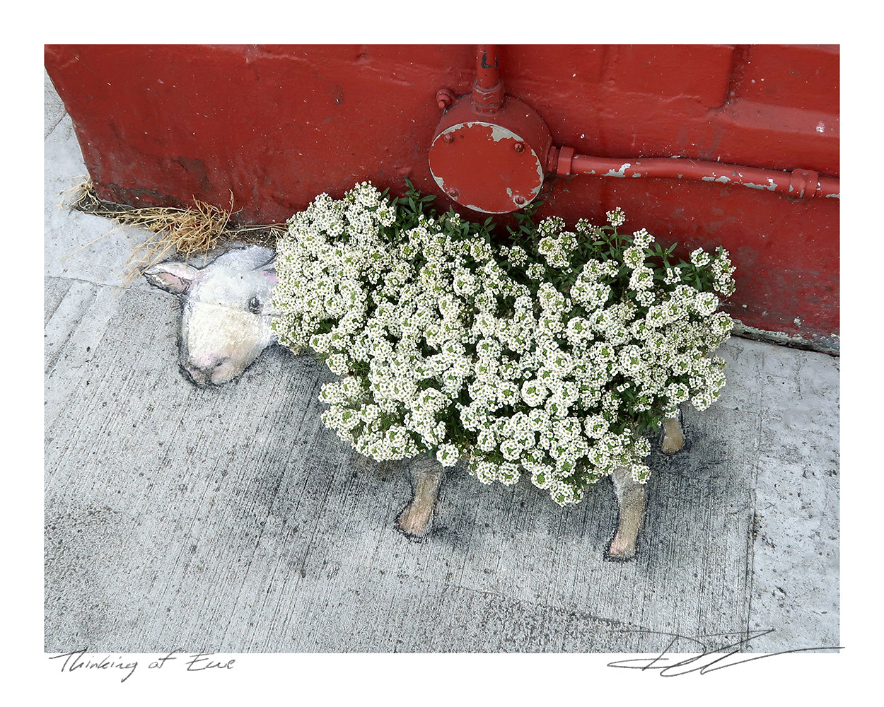 "Thinking of Ewe" print